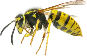 Yellow Black Wasp Side View.png PNG Image