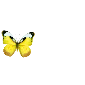 Yellow Butterfly Vector Png Ntk84 PNG Image