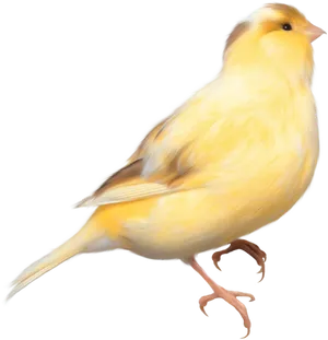 Yellow Canary Illustration PNG Image