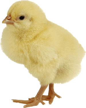 Chicken Png, Transparent Png PNG