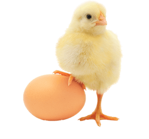 Clip Art Image Of A Baby Chick - Chick Stepping On Egg, HD Png Download PNG