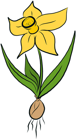 Flowers, Daffodil, Daffodils, Yellow, Spring, Easter - Påsklilja Png, Transparent Png PNG image with transparent background