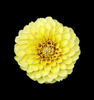 Yellow Dahlia Black Background PNG image with transparent background
