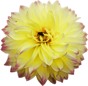 Dahlia Png Picture, Transparent Png PNG image with transparent background