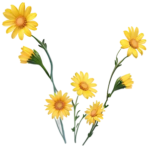 Yellow Daisy Flowers Png 58 PNG Image