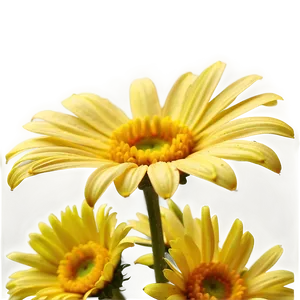 Yellow Daisy Petals Close-up Png Tyw PNG Image