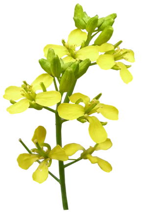 Yellow Flowering Branch Isolated Background PNG Image