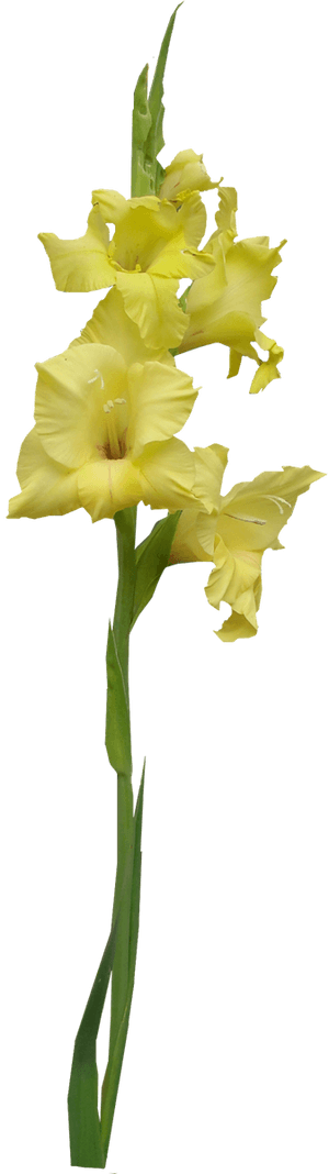 Transparent Gladiolus Png - Yellow Iris Png, Png Download PNG with transparent background