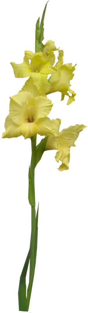 Yellow Gladiolus Flower Stem PNG Image