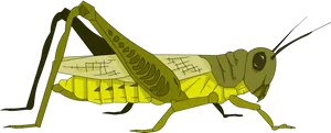 Yellow Grasshopper Illustration.png PNG Image