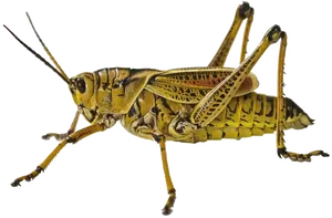 Yellow Grasshopper Isolated Background PNG Image