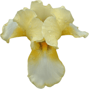 White Yellow Orchid - Beige Orchid Png, Transparent Png PNG with transparent background