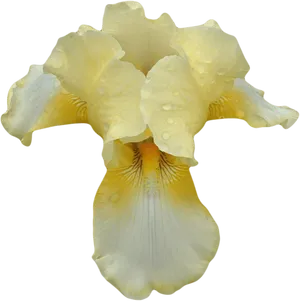 Yellow Iris Flower Transparent Background PNG Image