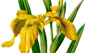 Transparent Iris Flower Png - Transparent Png Iris Flowers, Png Download PNG with transparent background