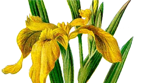 Yellow Iris Illustration PNG Image