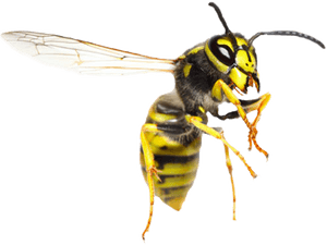 Yellow Jacket Wasp Transparent Background PNG
