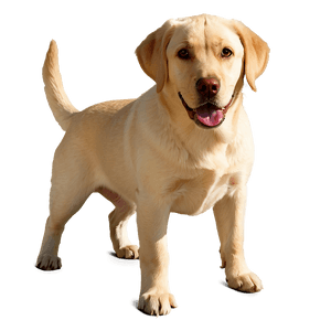 Yellow Labrador PNG 06232024 PNG image with transparent background