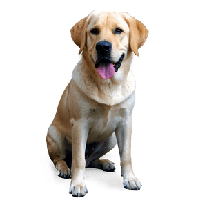 Yellow Labrador PNG bdl PNG image with transparent background