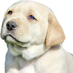 Yellow Labrador Puppy Portrait PNG Image