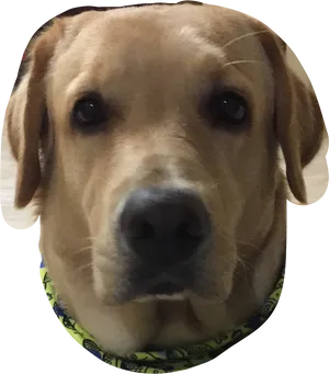 Yellow Labrador Retriever Closeup.png PNG Image