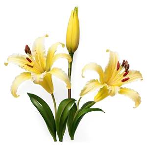 Yellow Lilies Png 51 PNG Image