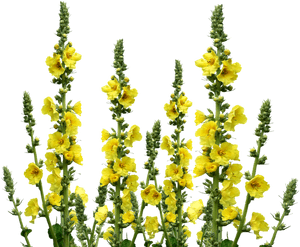 Wild Flowers, Meadow, Wildflo - Wild Flowers Png Transparent, Png Download PNG with transparent background