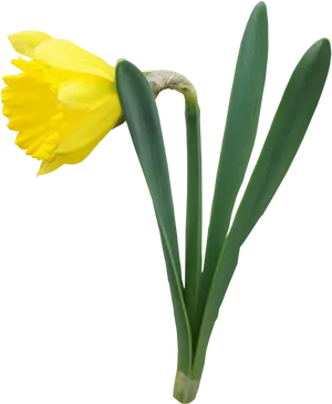 Yellow Narcissus Flower PNG Image