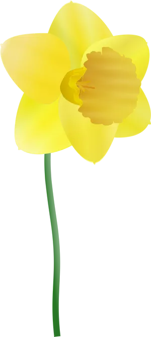 Yellow Narcissus Flower Illustration PNG Image