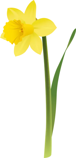 Yellow Narcissus Flower Illustration PNG Image