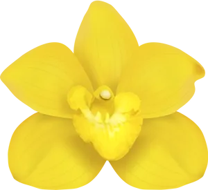 Yellow Narcissus Flower Illustration PNG Image