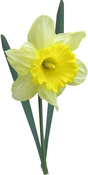 Yellow Narcissus Flower Isolated PNG Image