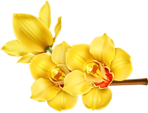 Orchid Transparent Yellow - Orchid Flower Hd Png, Png Download PNG image with transparent background