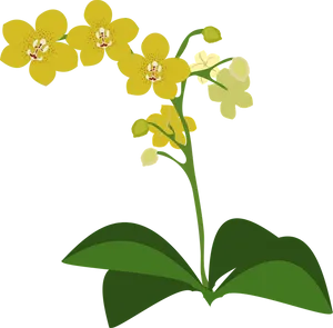 Yellow Orchid Illustration PNG Image