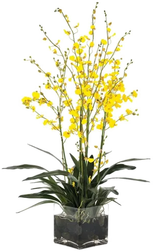 Yellow Orchidsin Glass Vase PNG Image