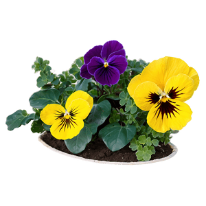 Yellow Pansy PNG 06232024 PNG image with transparent background
