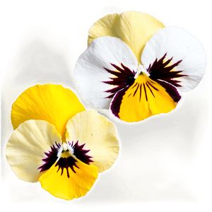 Yellow Pansy PNG 73 PNG image with transparent background
