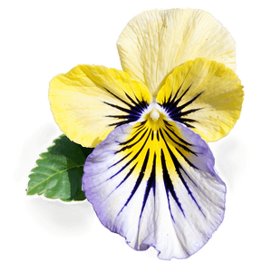 Yellow Pansy PNG how PNG image with transparent background