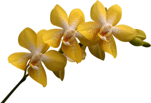 Yellow Orchid Flower Png, Transparent Png PNG image with transparent background
