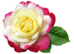 Yellow Pink Rose Transparent Background PNG Image