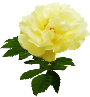 Yellow Rose Black Background PNG Image