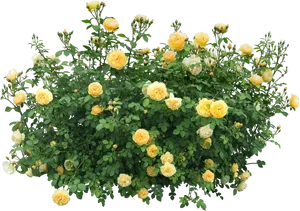 Yellow Rose Bush Black Background PNG Image