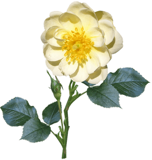 Rose, Stem, Single, White, Flower - Single Flower And Stem, HD Png Download PNG