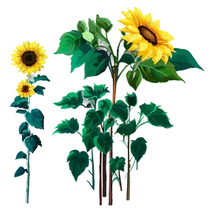 Yellow Sunflowers Png 06122024 PNG Image