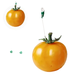 Yellow Tomato Png 98 PNG Image