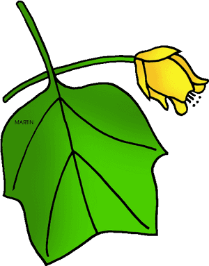 State Tree Of Kentucky - Tulip Poplar Clip Art, HD Png Download PNG with transparent background