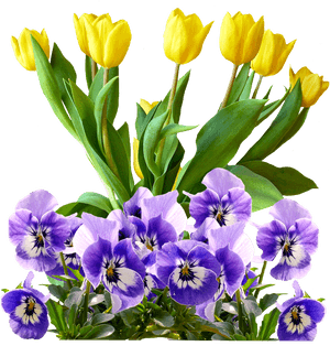 Tulips, Pansy, Png, Isolated, Flowers, Spring - Flower Purple Mothers Day, Transparent Png PNG image with transparent background