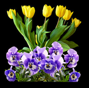 Yellow_ Tulips_and_ Purple_ Pansies PNG image with transparent background