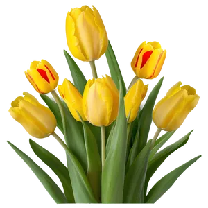 Yellow Tulips Png 06122024 PNG Image