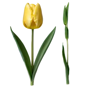 Yellow Tulips Png Mor PNG Image