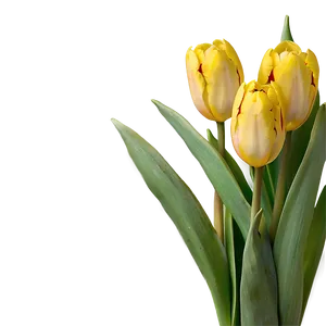 Yellow Tulips Png Spe77 PNG Image